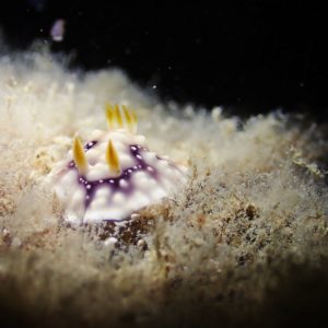 Mollusques » Gastéropode » Limaces de mer (opisthobranche) » Nudibranche » Doridien » Chromodoris geometrica