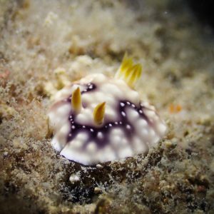 Mollusques » Gastéropode » Limaces de mer (opisthobranche) » Nudibranche » Doridien » Chromodoris geometrica