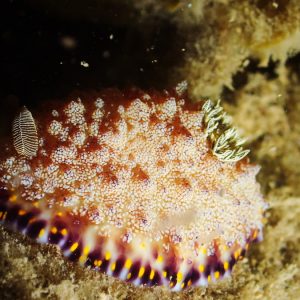 Mollusques » Gastéropode » Limaces de mer (opisthobranche) » Nudibranche » Doridien » Chromodoris sp.1