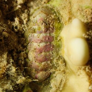 Mollusques » Chiton » Acanthopleura sp.