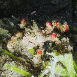 Crustacés » Crabe » Camposcia retusa