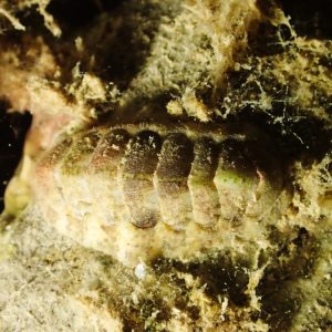 Mollusques » Chiton » Acanthopleura sp.