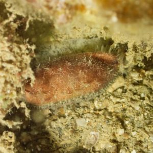 Mollusques » Gastéropode » Escargot marin (prosobranche) » Porcelaine