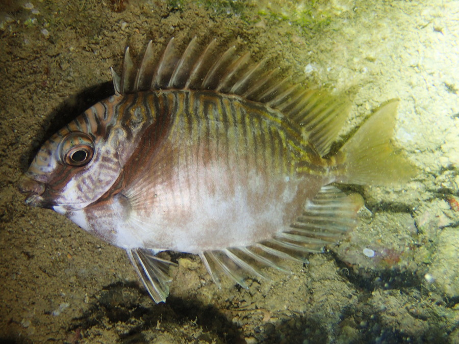 Siganus doliatus