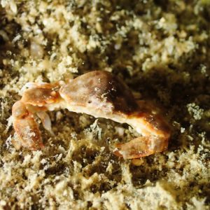 Crustacés » Crabe » Leucosia neocaledonica