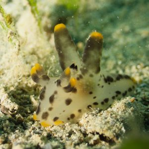 Mollusques » Gastéropode » Limaces de mer (opisthobranche) » Nudibranche » Doridien » Thecacera picta