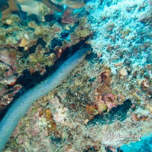 Serpent marin » Aipysurus laevis