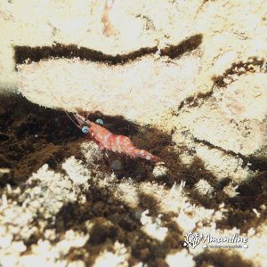 Crustacés » Crevette » Cinetorhynchus reticulatus