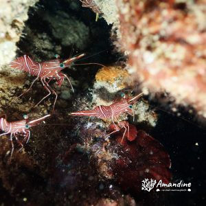 Crustacés » Crevette » Rhynchocinetes durbanensis