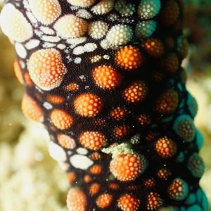 Échinodermes » Étoile de mer » Nardoa gomophia