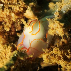 Mollusques » Gastéropode » Limaces de mer (opisthobranche) » Céphalaspide » Sagaminopteron ornatum