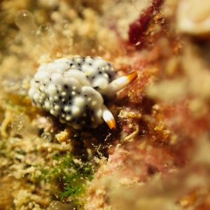 Mollusques » Gastéropode » Limaces de mer (opisthobranche) » Sacoglosse » Thuridilla vataae