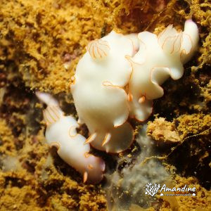 Mollusques » Gastéropode » Limaces de mer (opisthobranche) » Nudibranche » Doridien » Thorunna furtiva