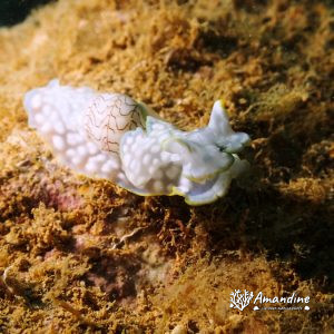 Mollusques » Gastéropode » Limaces de mer (opisthobranche) » Céphalaspide » Micromelo undatus