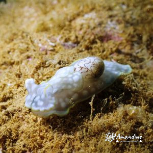 Mollusques » Gastéropode » Limaces de mer (opisthobranche) » Céphalaspide » Micromelo undatus