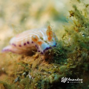 Mollusques » Gastéropode » Limaces de mer (opisthobranche) » Nudibranche » Doridien » Hypselodoris katharinae