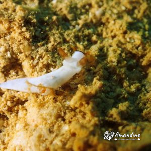 Mollusques » Gastéropode » Limaces de mer (opisthobranche) » Nudibranche » Doridien » Trapania gibbera