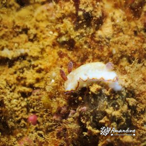 Mollusques » Gastéropode » Limaces de mer (opisthobranche) » Nudibranche » Doridien » Goniobranchus preciosa