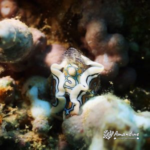 Mollusques » Gastéropode » Limaces de mer (opisthobranche) » Céphalaspide » Sagaminopteron psychedelicum
