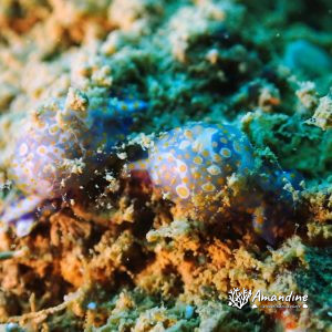 Mollusques » Gastéropode » Limaces de mer (opisthobranche) » Céphalaspide » Lamprohaminoea ovalis