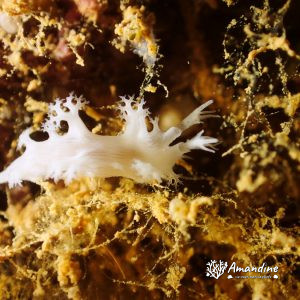 Mollusques » Gastéropode » Limaces de mer (opisthobranche) » Nudibranche » Tritoniopsis elegans