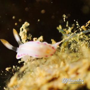 Mollusques » Gastéropode » Limaces de mer (opisthobranche) » Nudibranche » Doridien » Thorunna florens