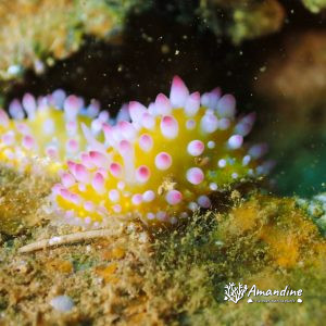 Mollusques » Gastéropode » Limaces de mer (opisthobranche) » Nudibranche » Doridien » Cadlinella ornatissima