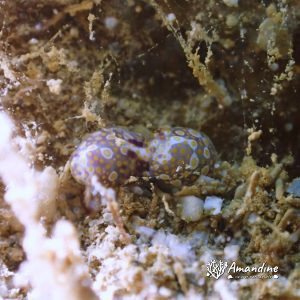Mollusques » Gastéropode » Limaces de mer (opisthobranche) » Céphalaspide » Lamprohaminoea ovalis
