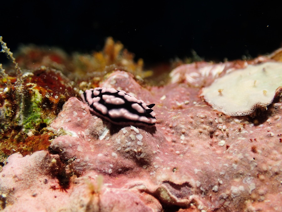 Phyllidiella pustulosa
