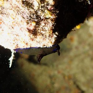 Mollusques » Gastéropode » Limaces de mer (opisthobranche) » Nudibranche » Doridien » Tambja morosa