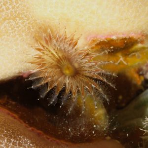 Organismes vermiformes » Annélide » Ver tubicole