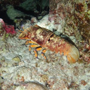 Scyllarides squammosus - Nouvelle-Calédonie, Île des Pins, Ilot Ngié