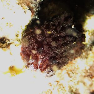 Mollusques » Gastéropode » Limaces de mer (opisthobranche) » Nudibranche