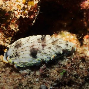 Mollusques » Gastéropode » Limaces de mer (opisthobranche) » Nudibranche » Arminidae » Dermatobranchus gonatophora