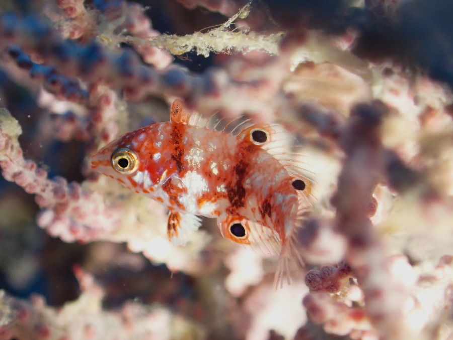 Poissons osseux
