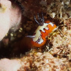 Mollusques » Gastéropode » Limaces de mer (opisthobranche) » Nudibranche » Doridien » Goniobranchus fidelis