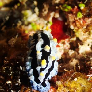 Mollusques » Gastéropode » Limaces de mer (opisthobranche) » Nudibranche » Doridien » Phyllidia coelestis