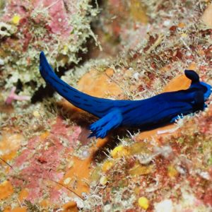 Mollusques » Gastéropode » Limaces de mer (opisthobranche) » Nudibranche » Doridien » Tambja morosa