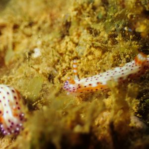 Mollusques » Gastéropode » Limaces de mer (opisthobranche) » Nudibranche » Doridien » Hypselodoris maculosa