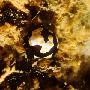 Mollusques » Gastéropode » Limaces de mer (opisthobranche) » Céphalaspide » Colpodaspis thompsoni