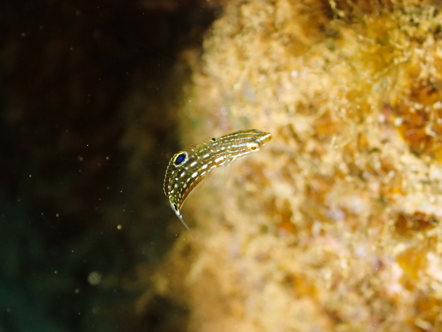 Poissons osseux