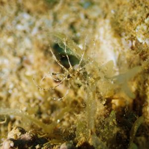 Organismes vermiformes » Annélide » Ver tubicole » Lanice conchilega