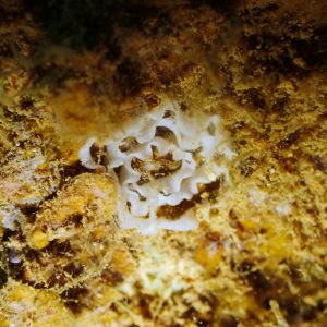 Mollusques » Gastéropode » Limaces de mer (opisthobranche) » Nudibranche » Doridien » Pontes indéterminées