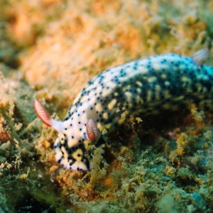 Mollusques » Gastéropode » Limaces de mer (opisthobranche) » Nudibranche » Doridien » Hypselodoris infucata