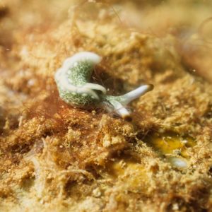 Mollusques » Gastéropode » Limaces de mer (opisthobranche) » Sacoglosse » Thuridilla carlsoni