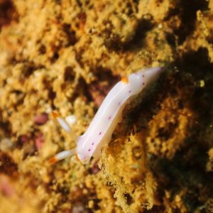 Mollusques » Gastéropode » Limaces de mer (opisthobranche) » Nudibranche » Doridien » Thorunna florens