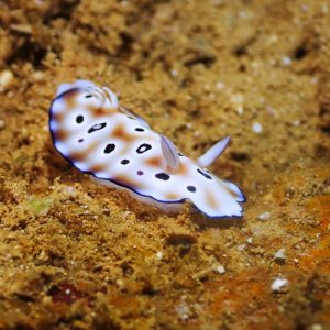 Mollusques » Gastéropode » Limaces de mer (opisthobranche) » Nudibranche » Doridien » Chromodoris leopardus