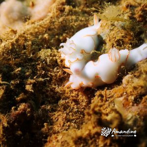 Mollusques » Gastéropode » Limaces de mer (opisthobranche) » Nudibranche » Doridien » Thorunna furtiva