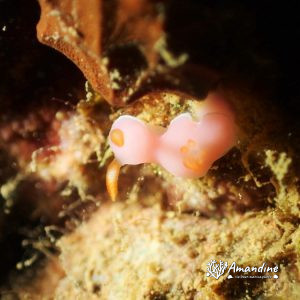 Mollusques » Gastéropode » Limaces de mer (opisthobranche) » Nudibranche » Doridien » Verconia romeri