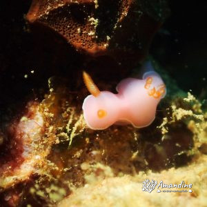 Mollusques » Gastéropode » Limaces de mer (opisthobranche) » Nudibranche » Doridien » Verconia romeri